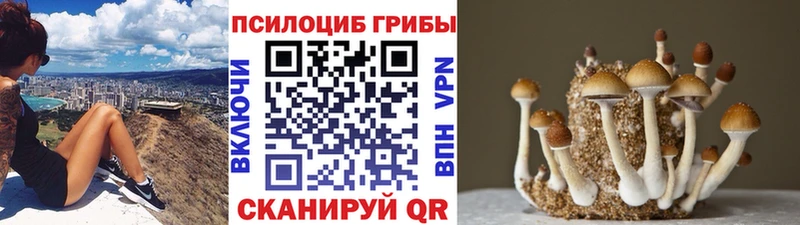 Галлюциногенные грибы Psilocybine cubensis  Сокол 